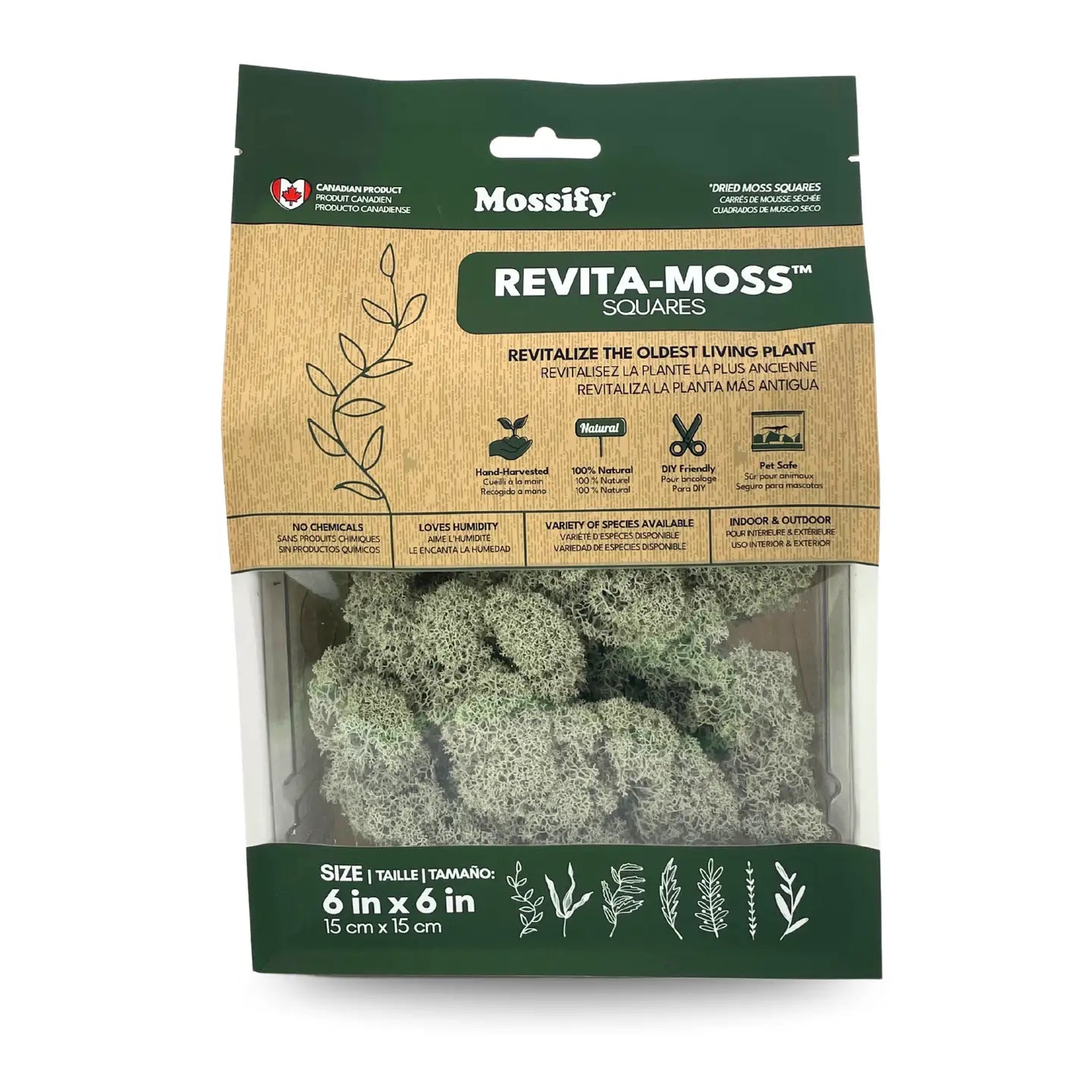 Mossify Reindeer Moss