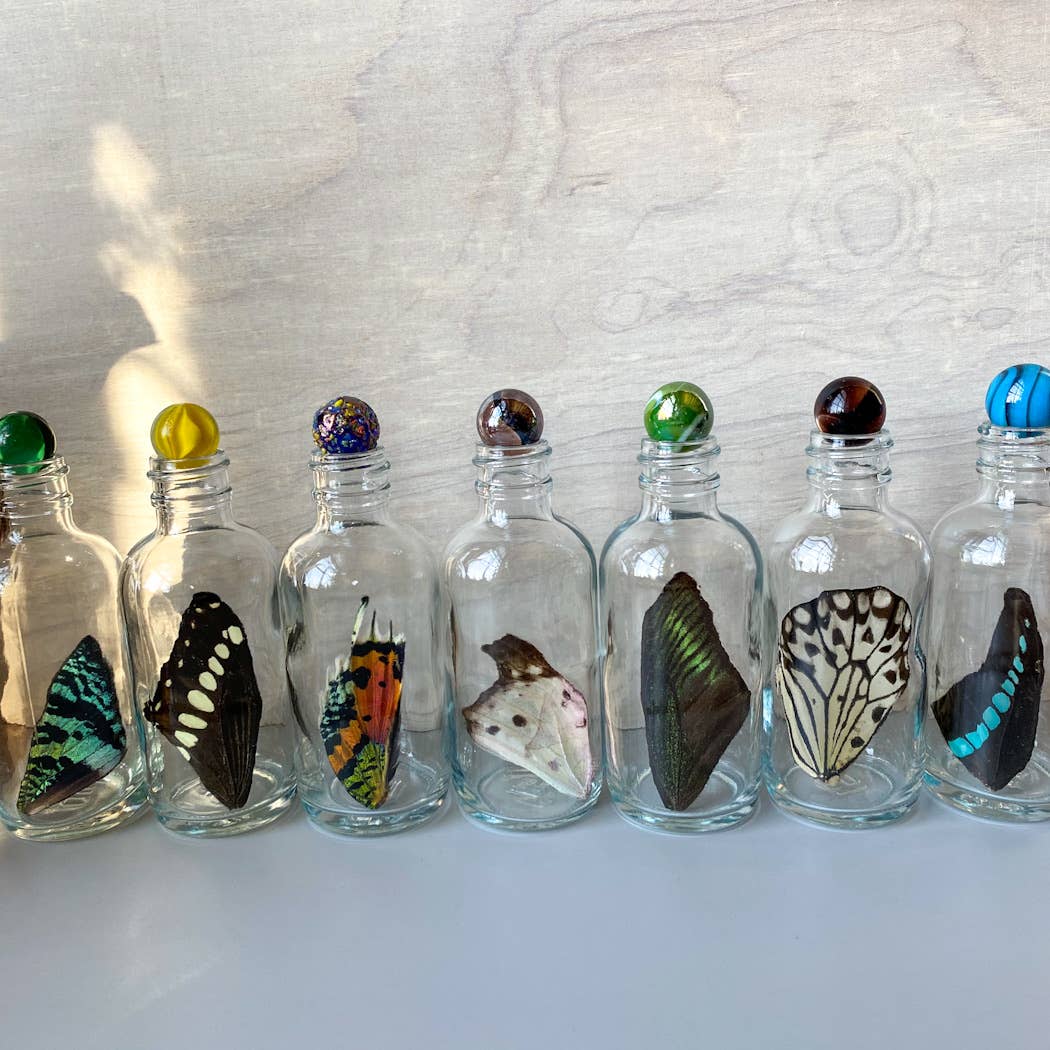 Curiosities | XL Butterfly Wing Specimen