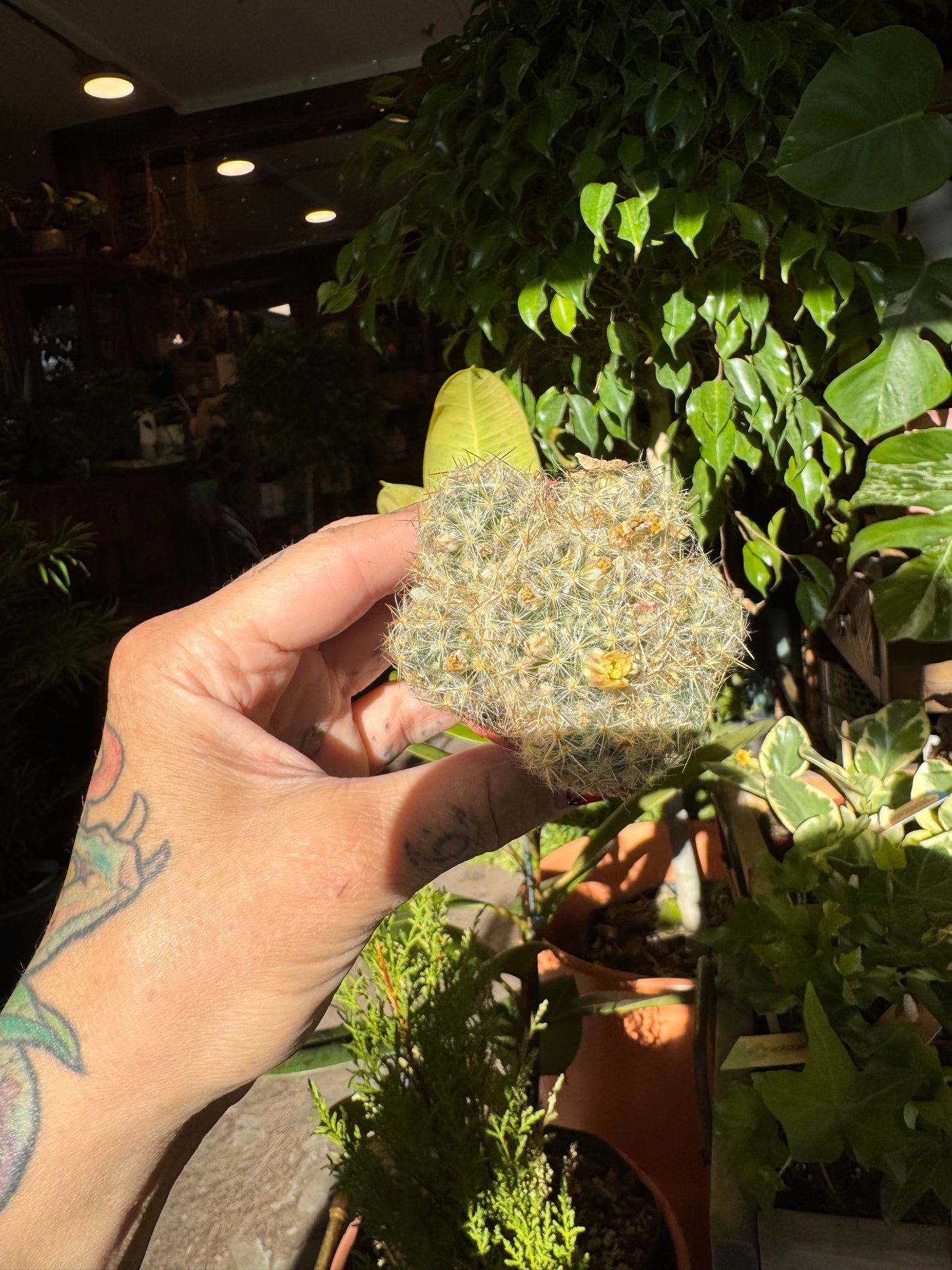 2.25” Cactus Mix