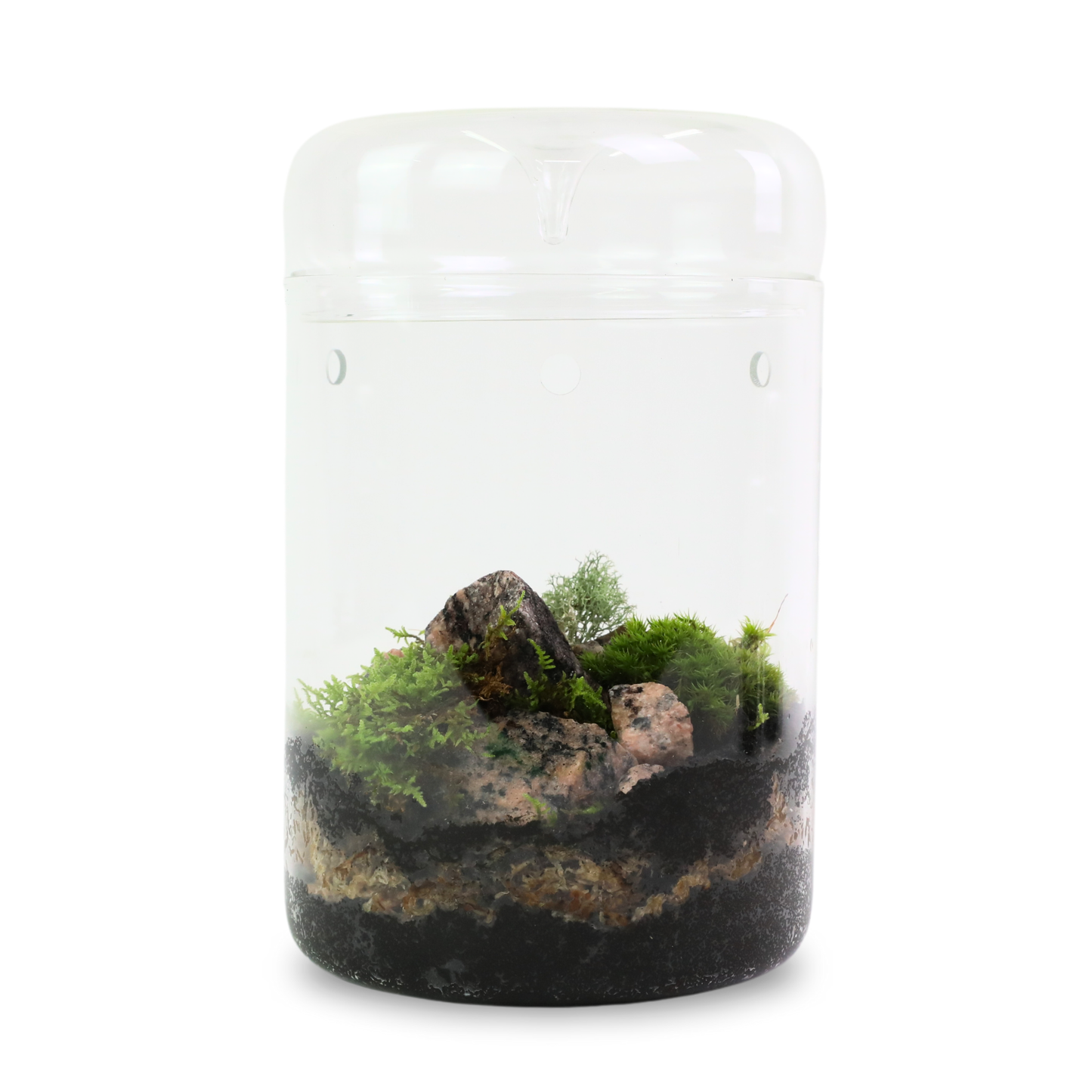 Mossify Mood Moss Live