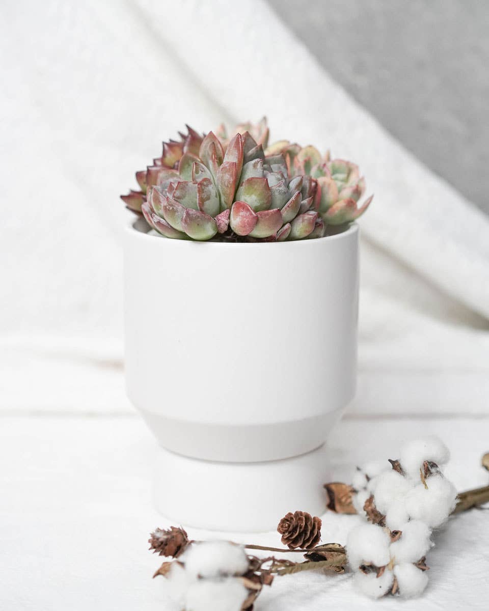 Matte Pot W/ Saucer