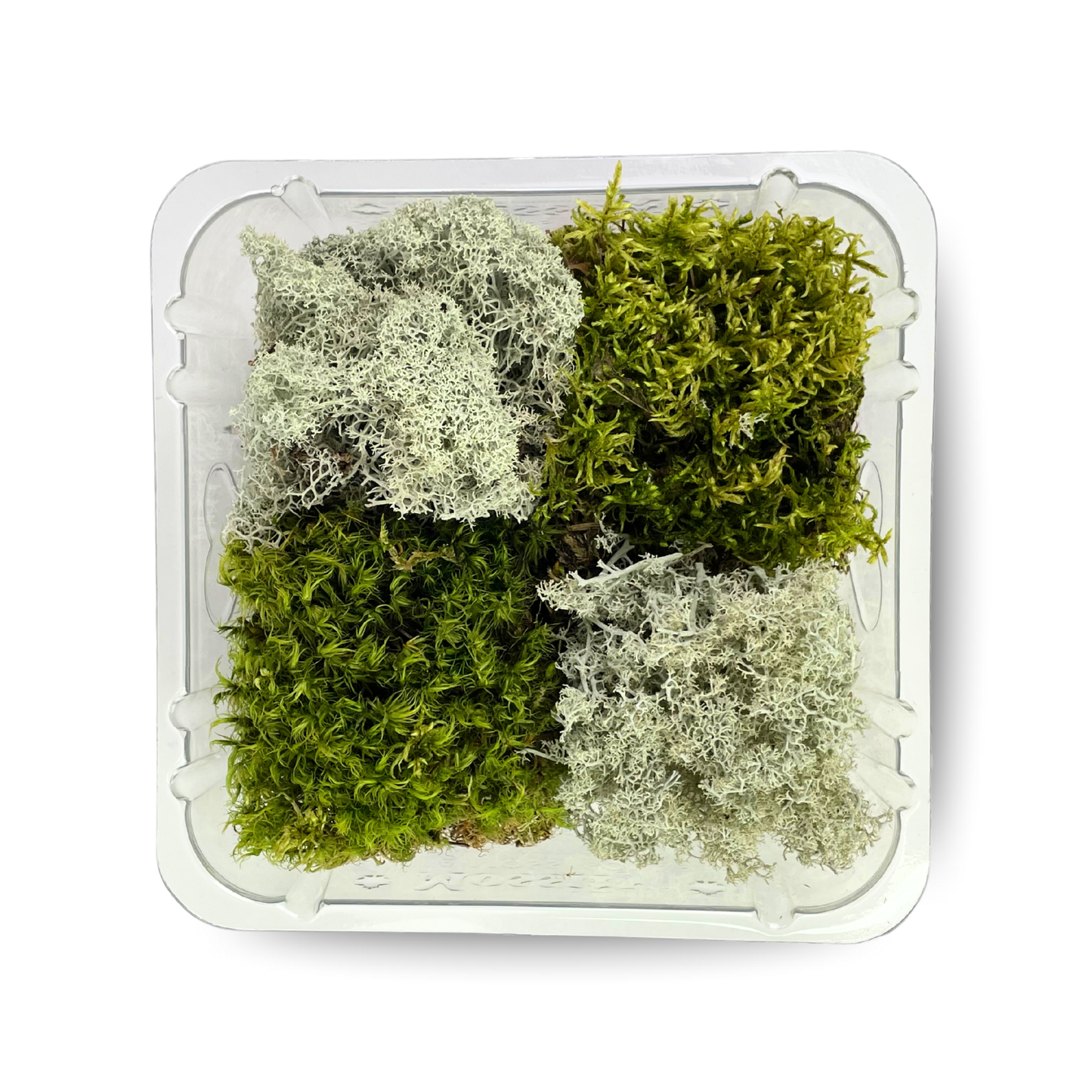 Mossify Revita-Moss 4 Pack Live