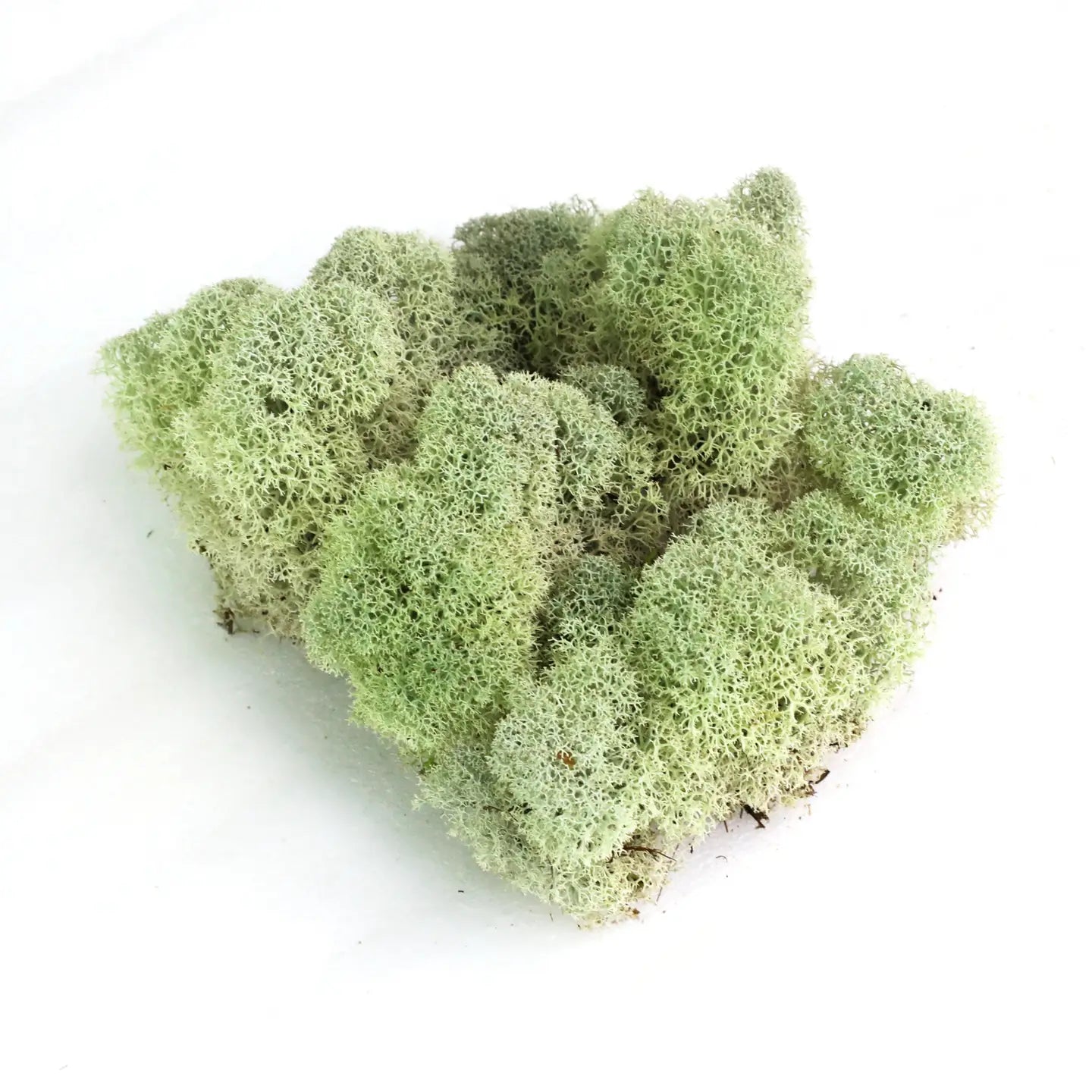 Mossify Reindeer Moss