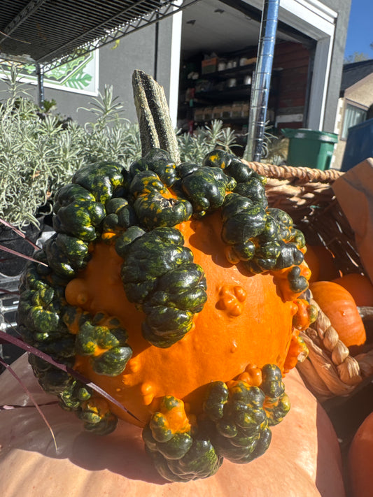 Pumpkin | Mini warts