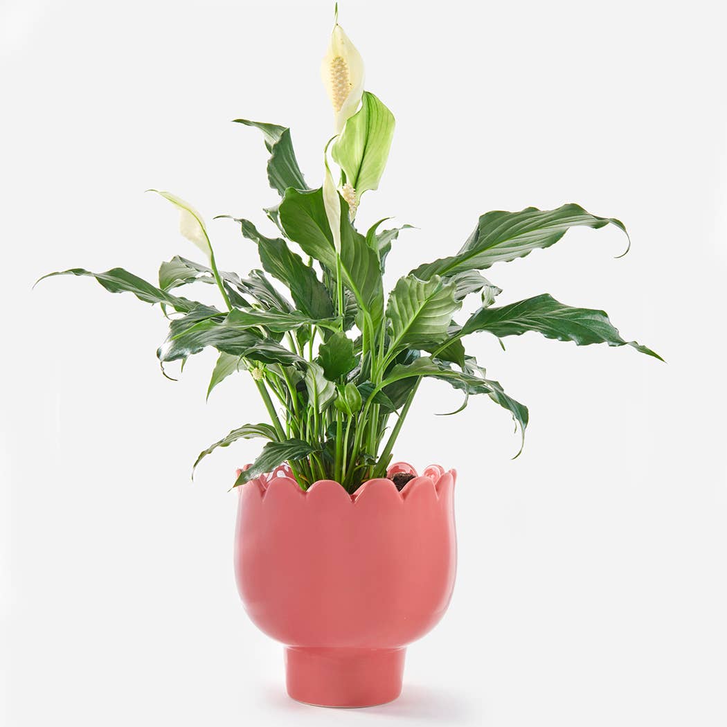 Pink Flower Plant Pot