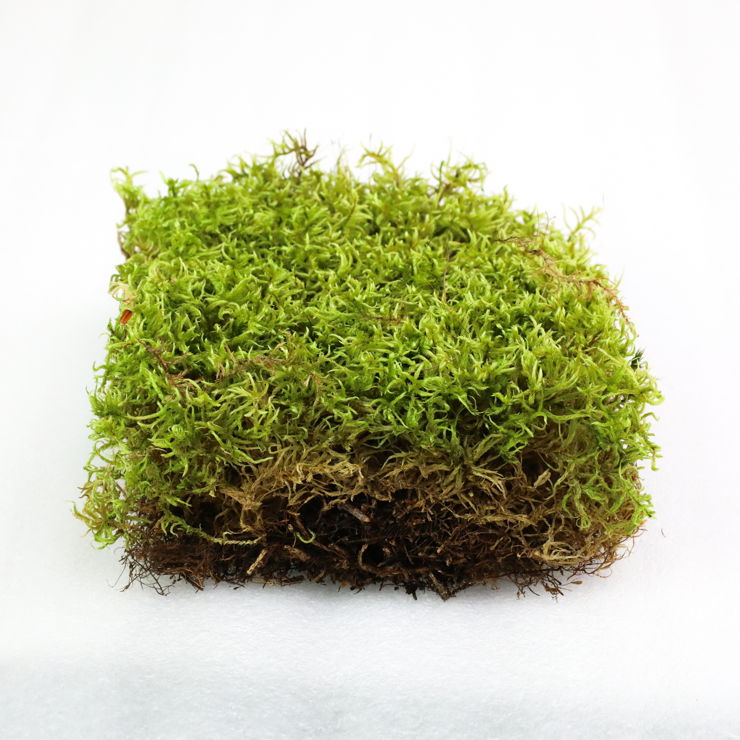 Mossify Forest Moss Live