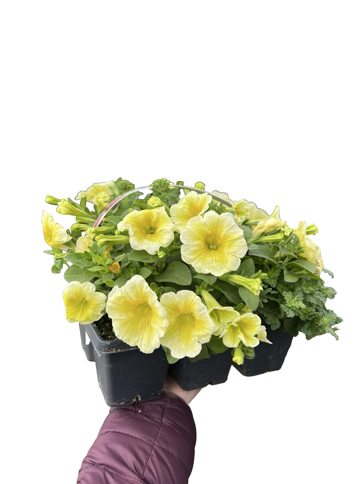 Colour Pack Garden Mix 306 Pack| Garden Seedling