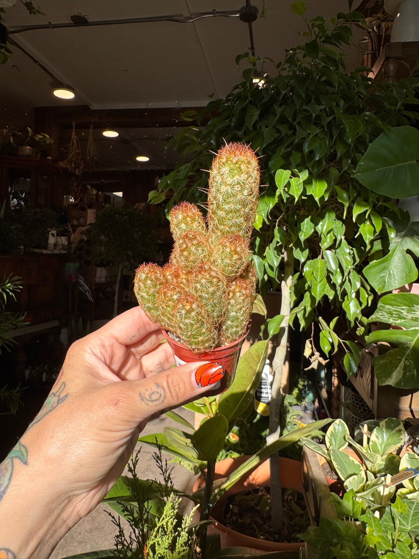 2.25” Cactus Mix