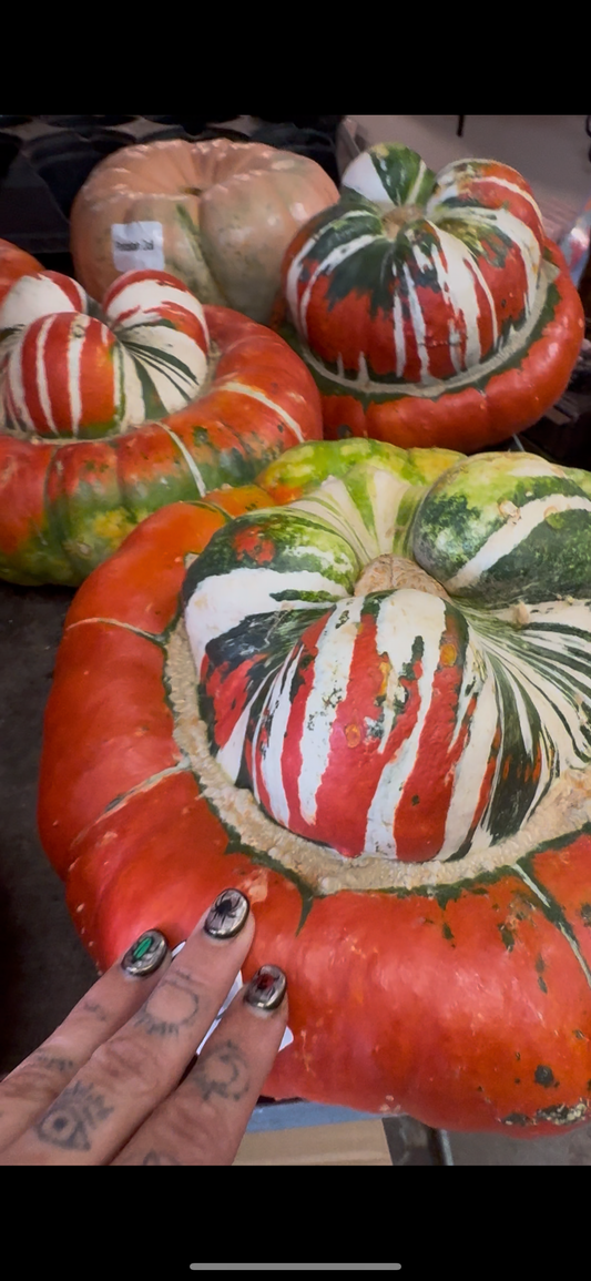 Pumpkin | Turks Turban