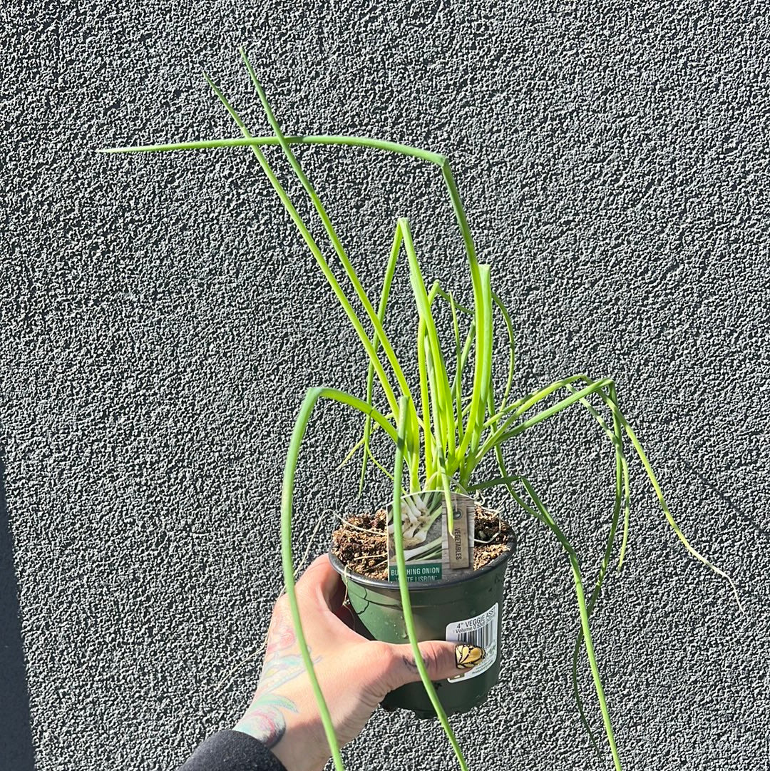 Green Bunching Onion | Garden Seedling