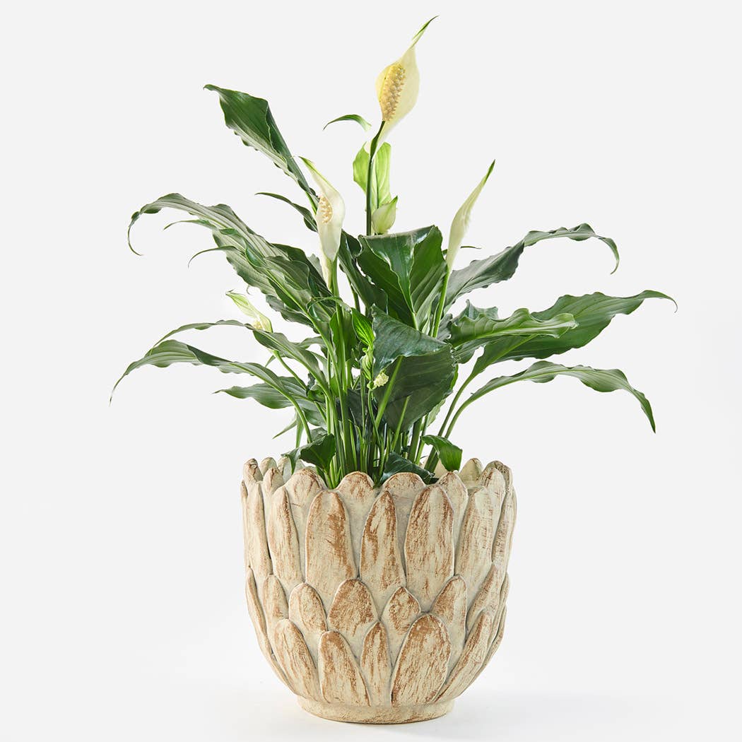Flower Petal Plant Pot