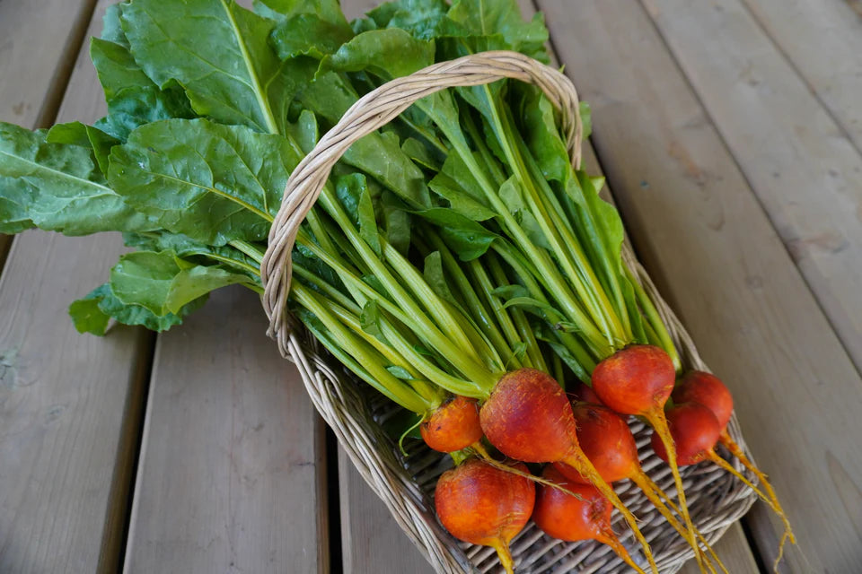 Seeds | Beets Golden Boy