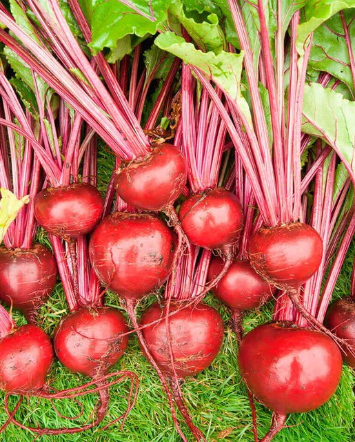 Seeds | Beets Merlin