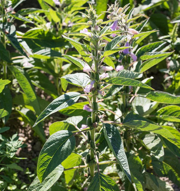 Seeds | Black Sesame