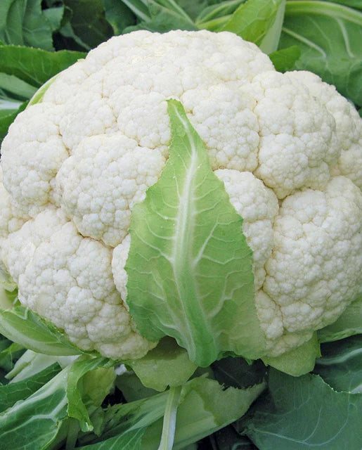 Seeds | Cauliflower Skywalker F1 Coated Certified Organic