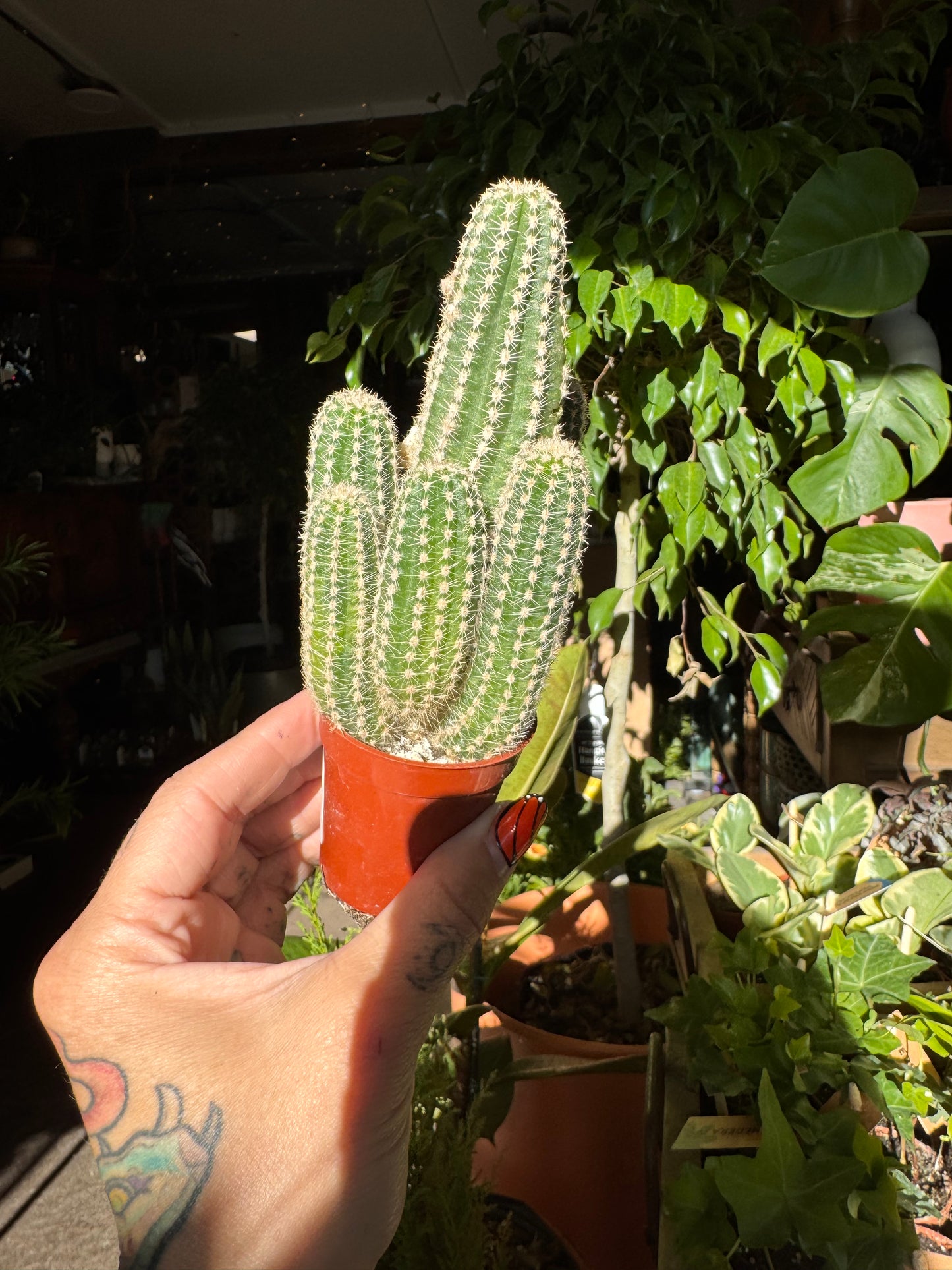 2.25” Cactus Mix