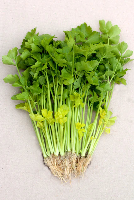Seeds | Celery Chinese Yellow Stem