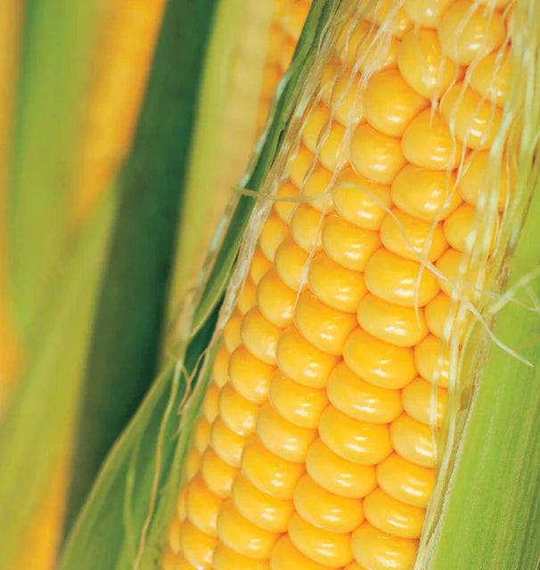 Seeds | Corn Golden Bantam