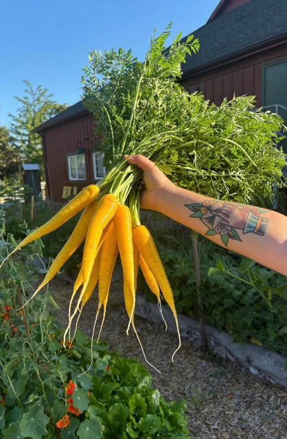 Seeds | Carrots Gold Nugget