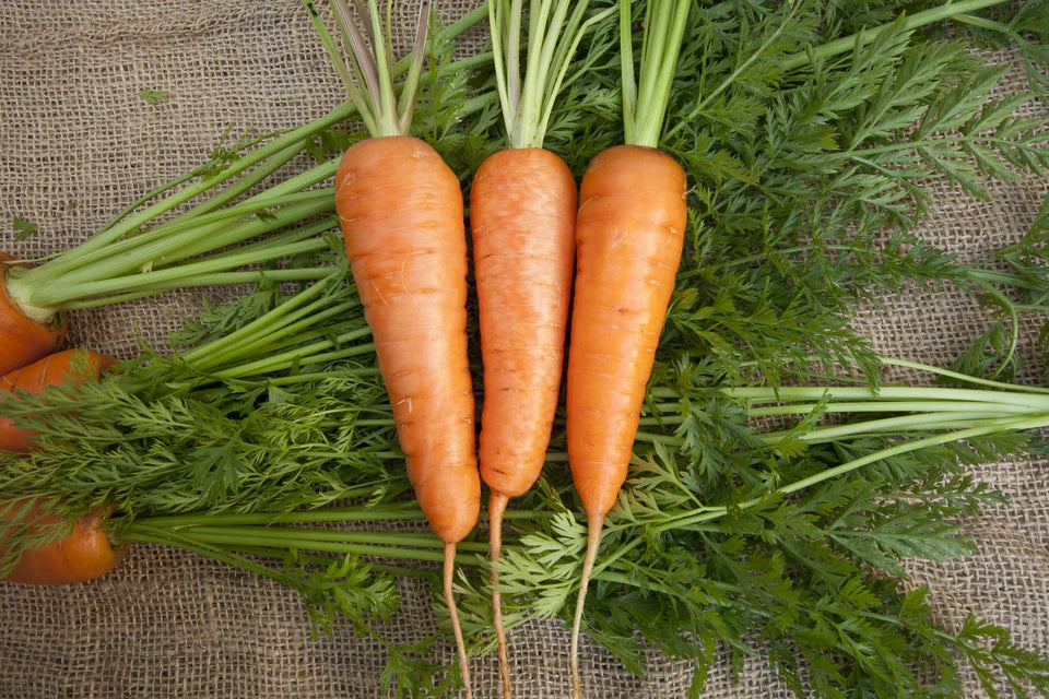 Seed Tapes | Carrots Chantenay