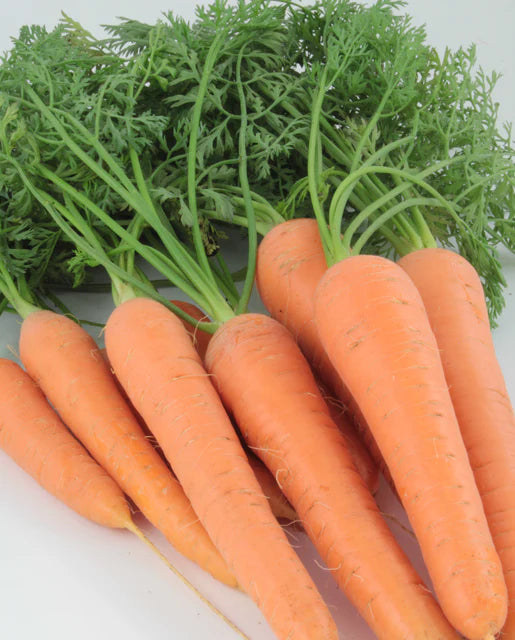 Seeds | Carrots Resistafly