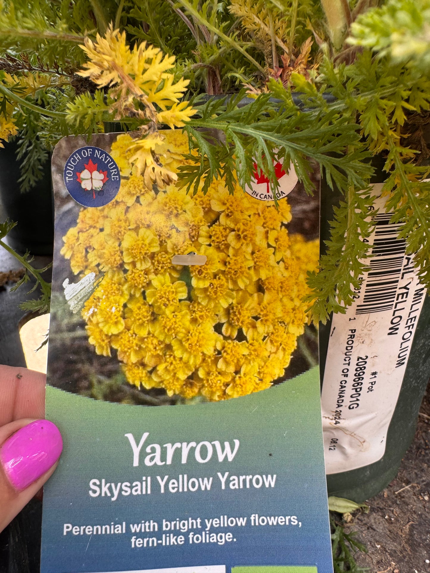 Achillea | Garden Seedling