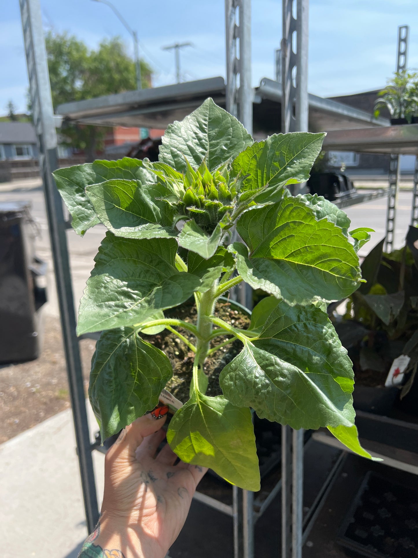 Sunflower 6”| Garden Seedling