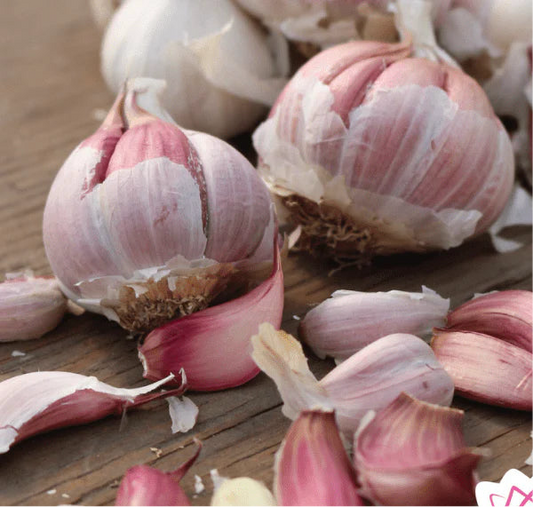 Garlic Botanist Farm| Spanish Roja 3pk