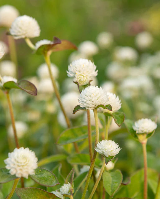 Seeds | Gomphrena White