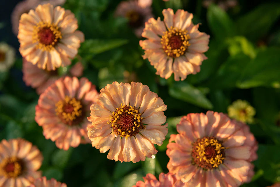 Seeds | Zinnias Zinderella Peach
