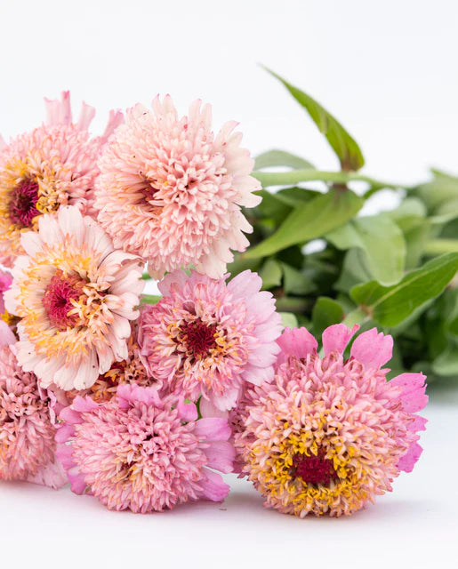 Seeds | Zinnias Zinderella Lilac