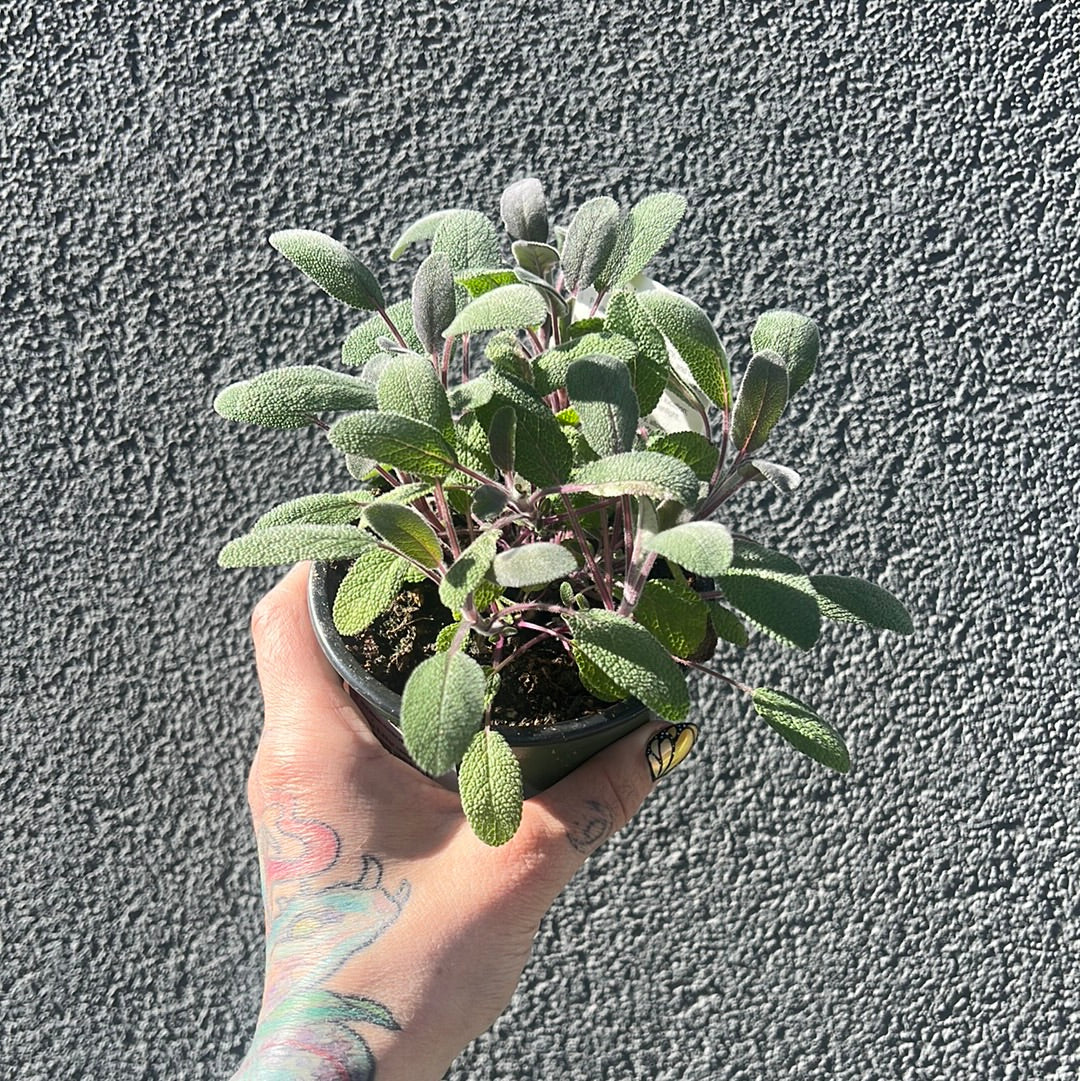 Sage 2.5" | Garden Seedling