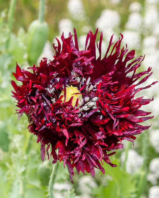 Seeds | Poppies Black Swan