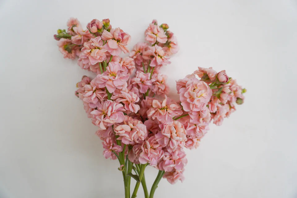 Seeds | Stock Katz Apricot