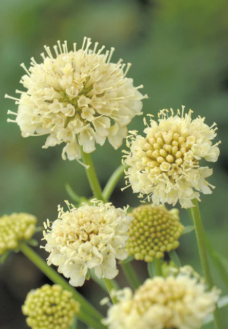 Seeds | Scabiosa Fata Morgana