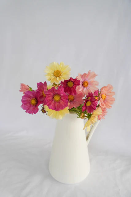 Seeds | Cosmos Cotton Candy Mix