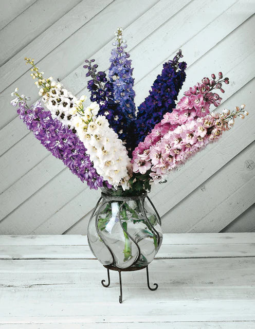 Seeds | Delphinium Magic Fountain Mix
