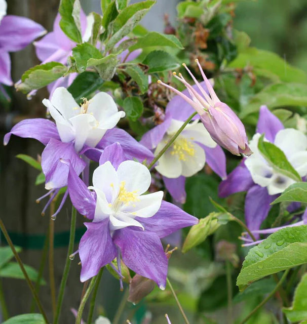 Seeds | Columbine McKana Giants Mix