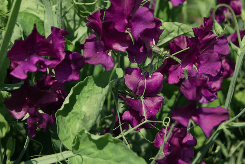 Seeds | Sweet Peas Midnight