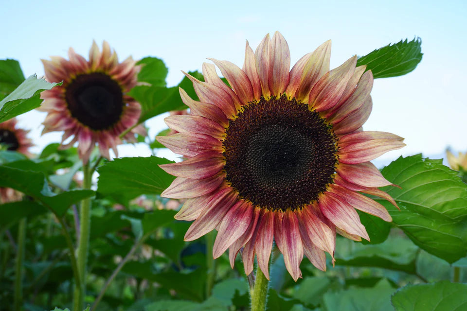 Seeds | Sunflowers Procut Plum F1