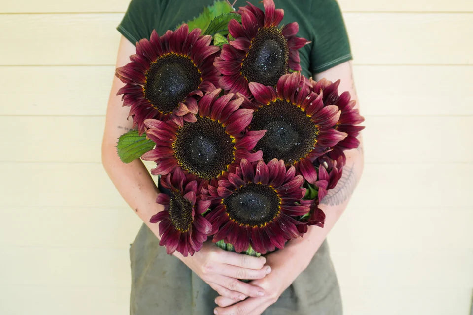 Seeds | Sunflowers Procut Red F1