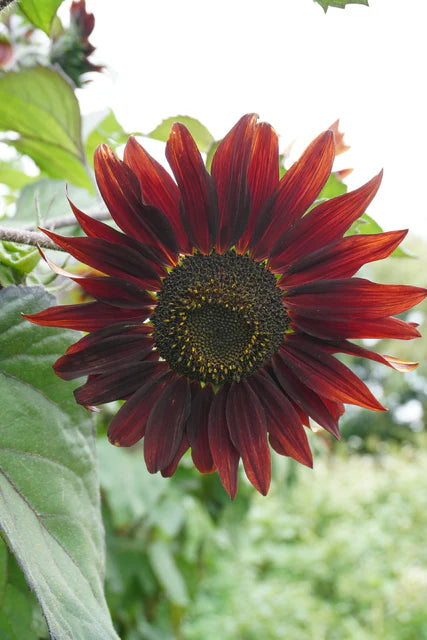 Seeds | Sunflowers Moulin Rouge