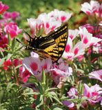 Seeds | Wildflowers Butterfly Blend