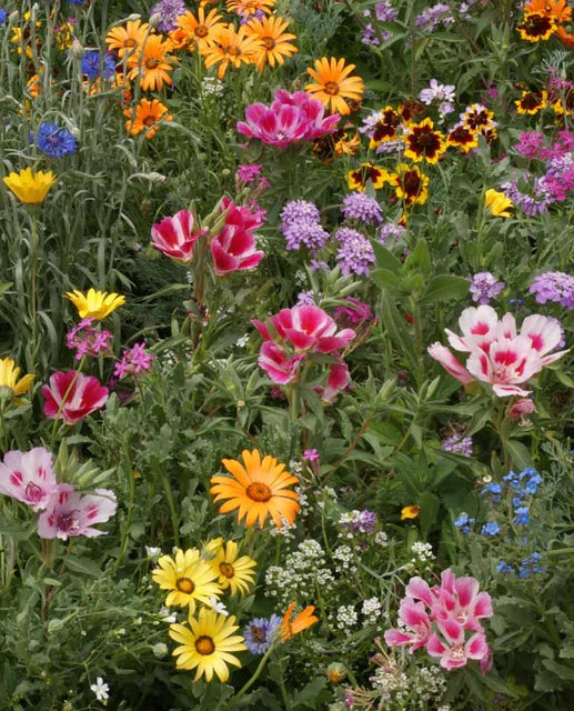 Seeds | Wildflowers Knee High Meadow Blend