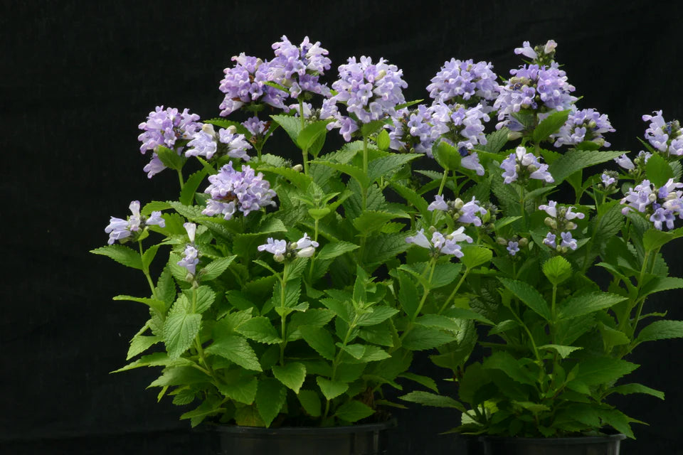 Seeds | Nepeta Blue Panther