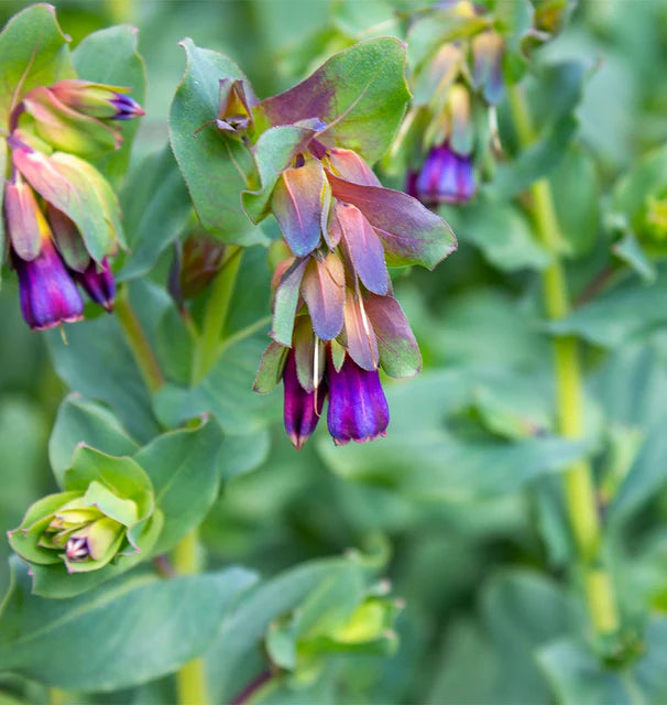 Seeds | Honeywort