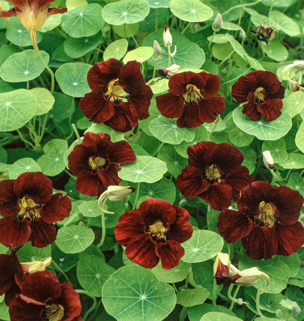 Seeds | Nastursiums Black Velvet