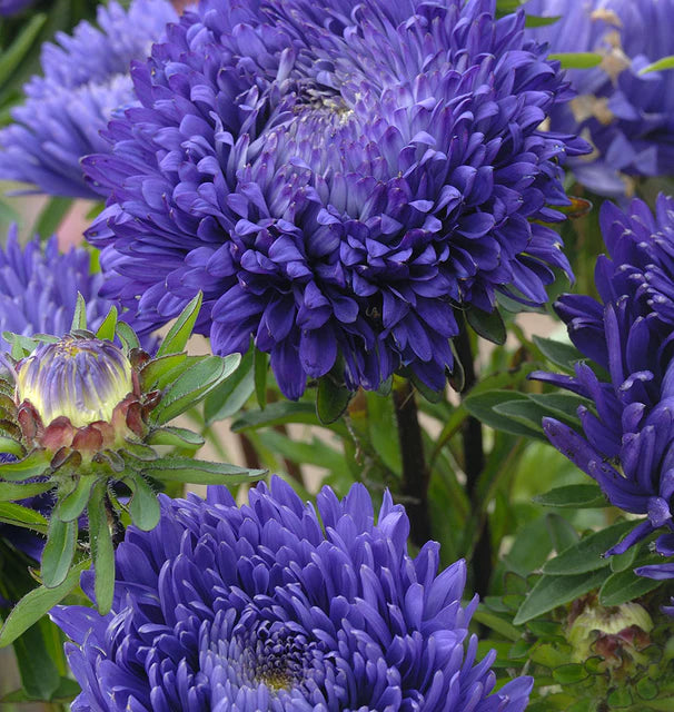 Seeds | Aster King Size Mid Blue