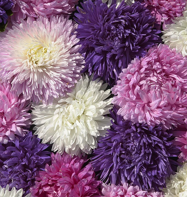 Seeds | Aster King Size Formula Mix