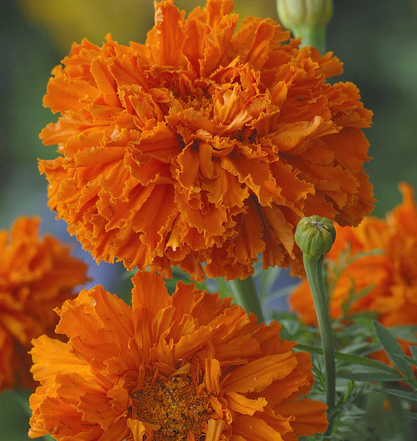 Seeds | Marigold Kee's Orange